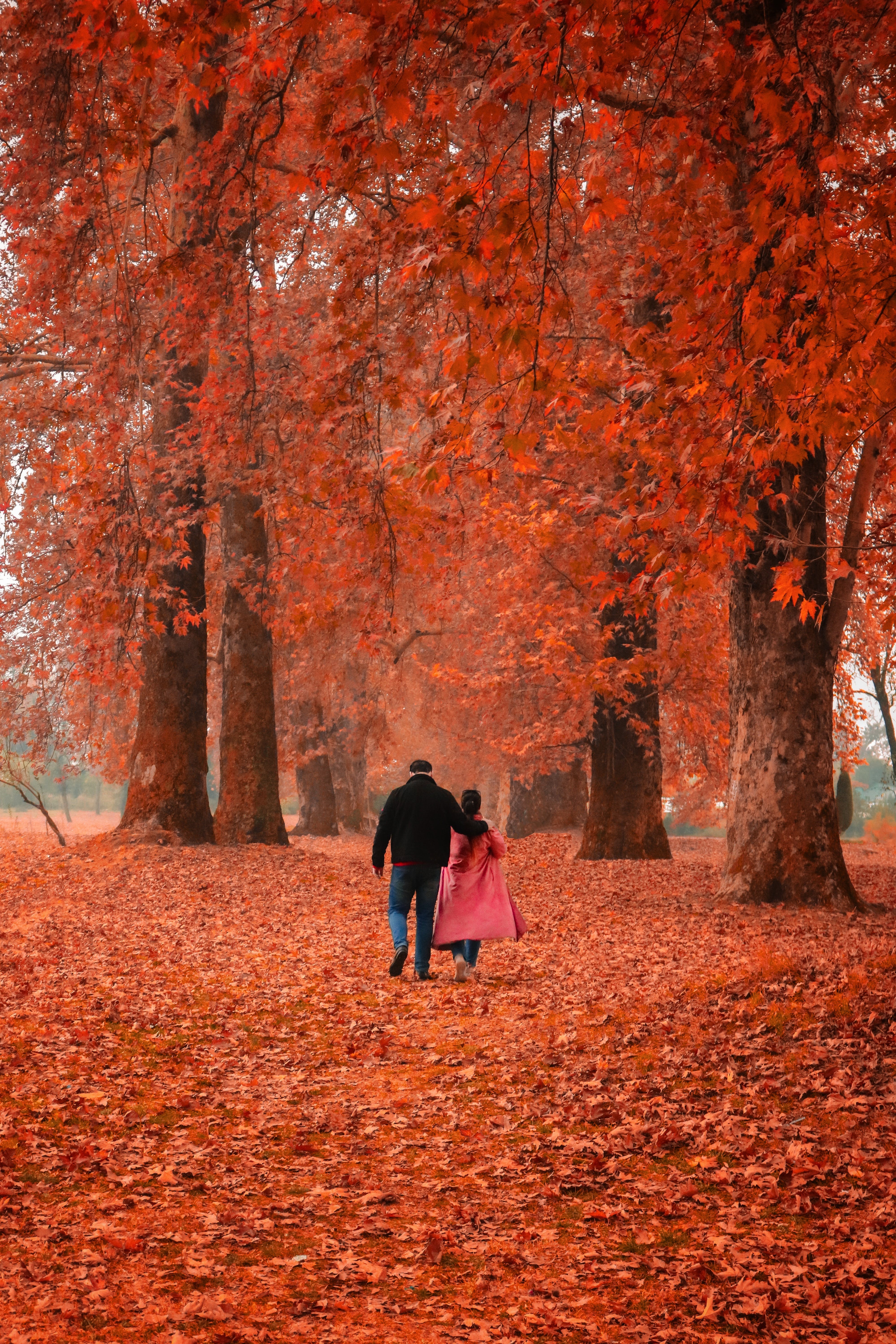 Japanese Maples