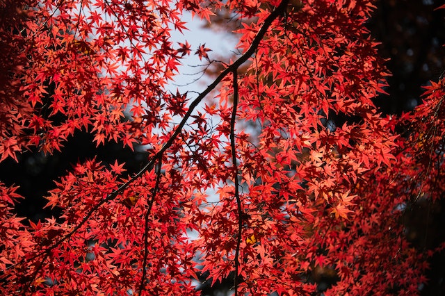 Japanese Maple