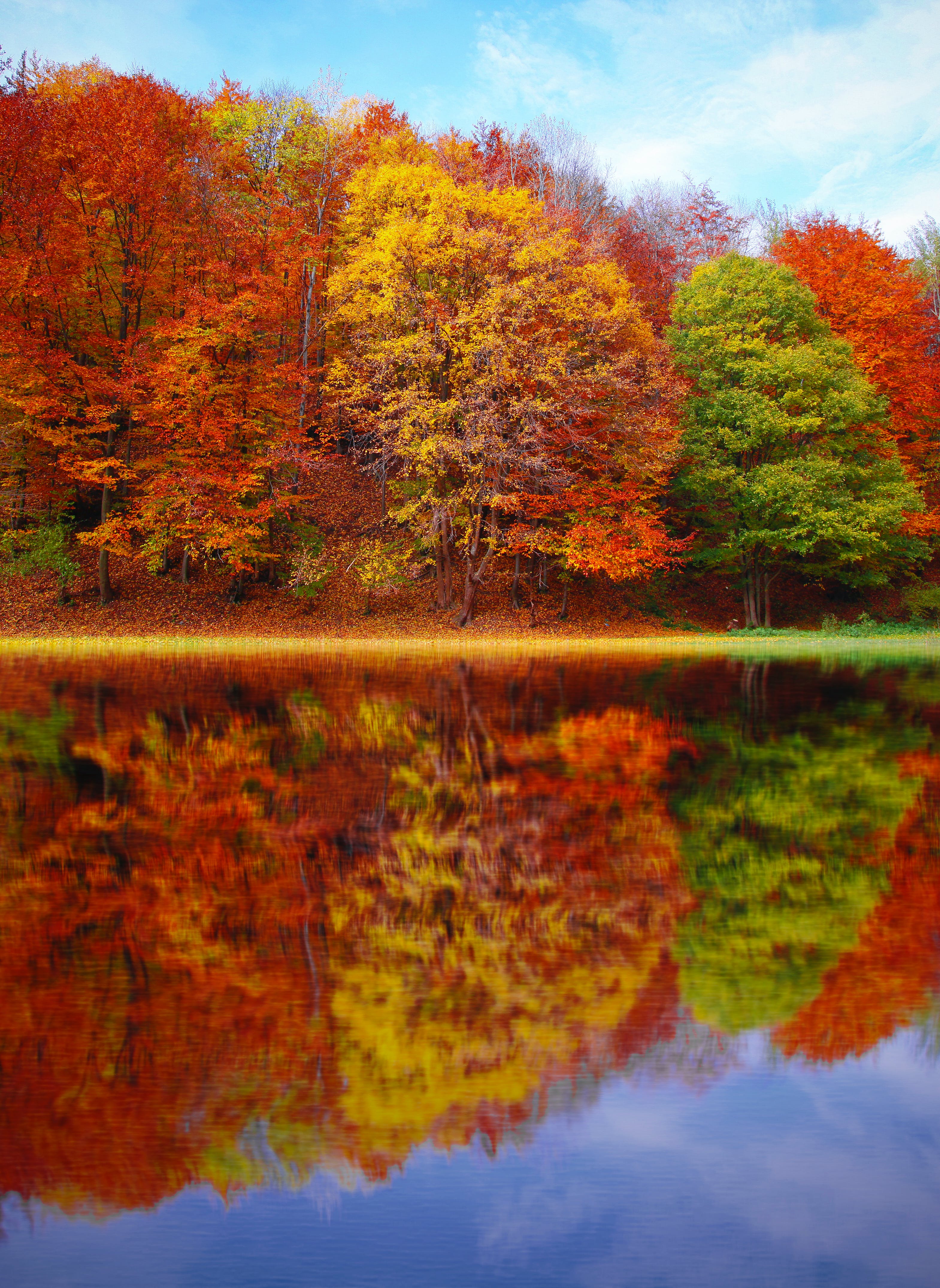 Japanese Maple tree images