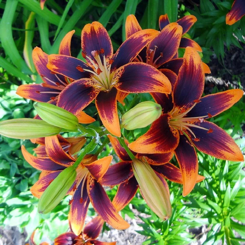 colorful lilly